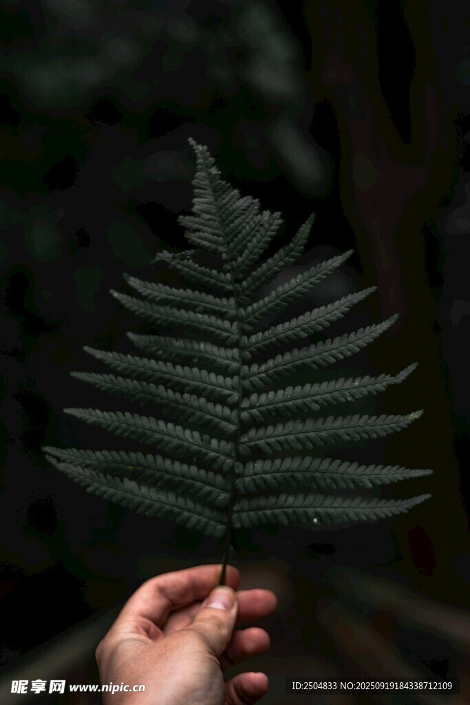 手托黑蕨葉特寫
