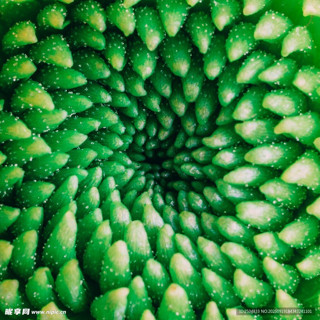 綠色螺旋狀植物紋理圖案
