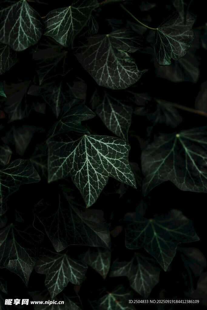深綠常春藤葉片特寫