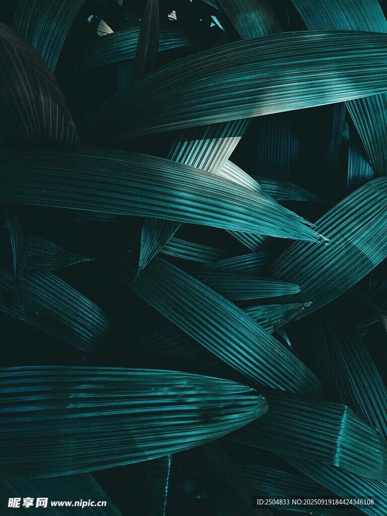 深綠葉片的自然紋理之美