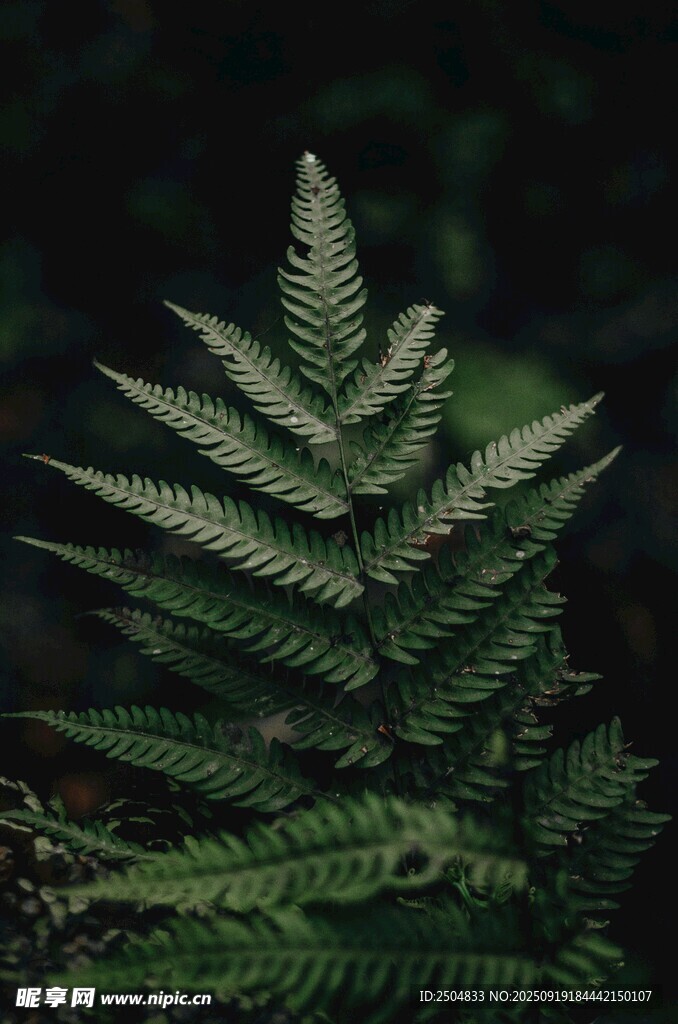 翠綠蕨類植物特寫