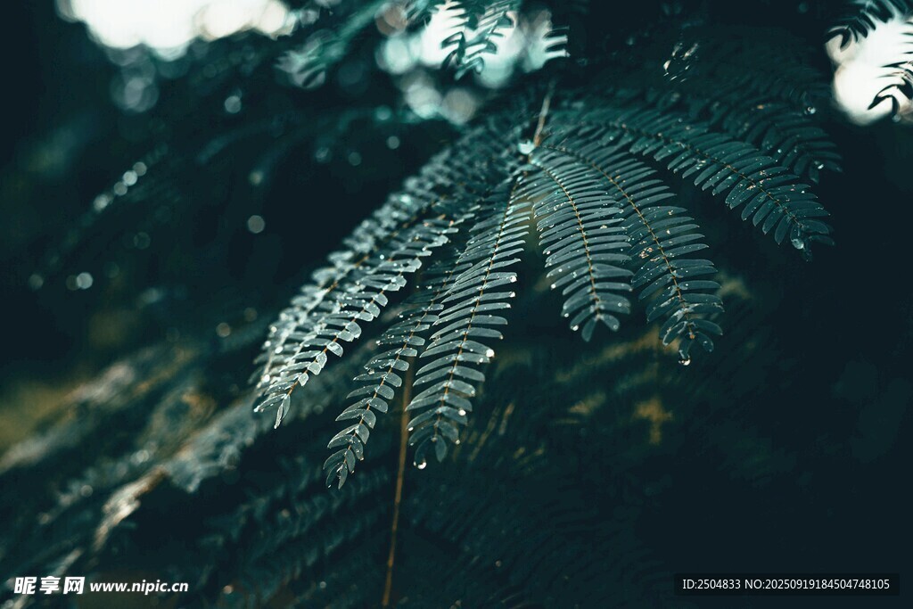 翠綠蕨類(lèi)植物特寫(xiě)