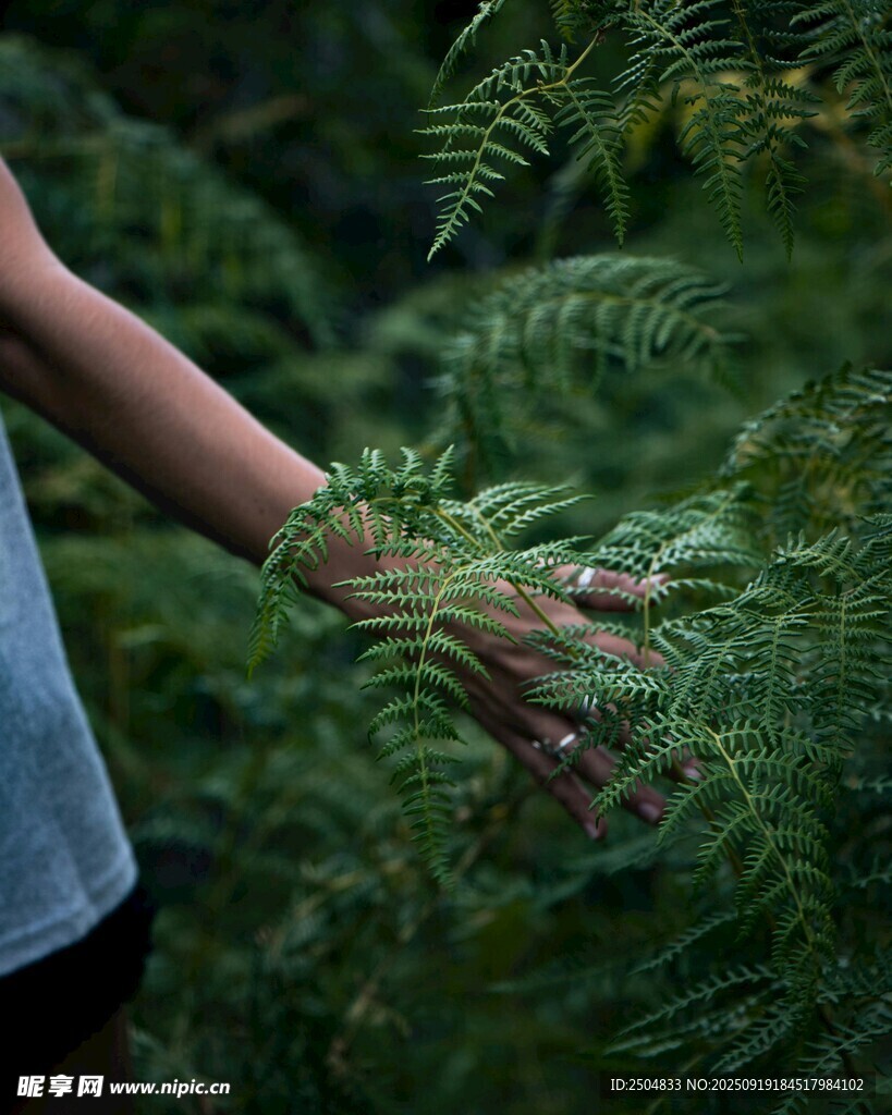 手觸蕨類植物的自然瞬間