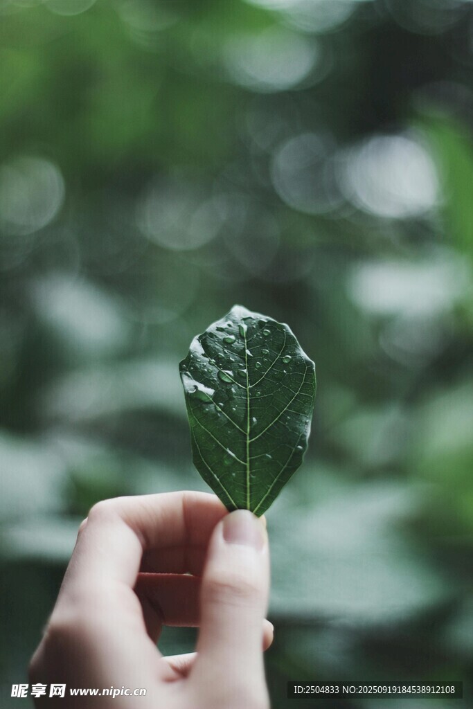 手托綠葉 盡顯自然生機(jī)