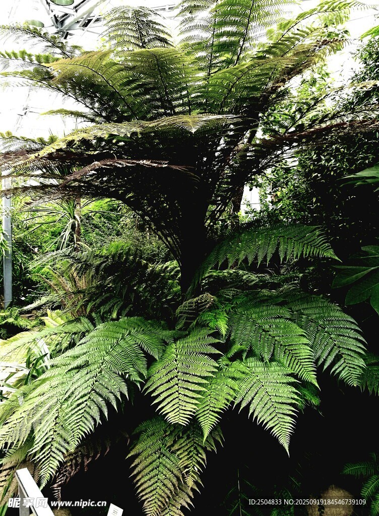 高大蕨類植物特寫