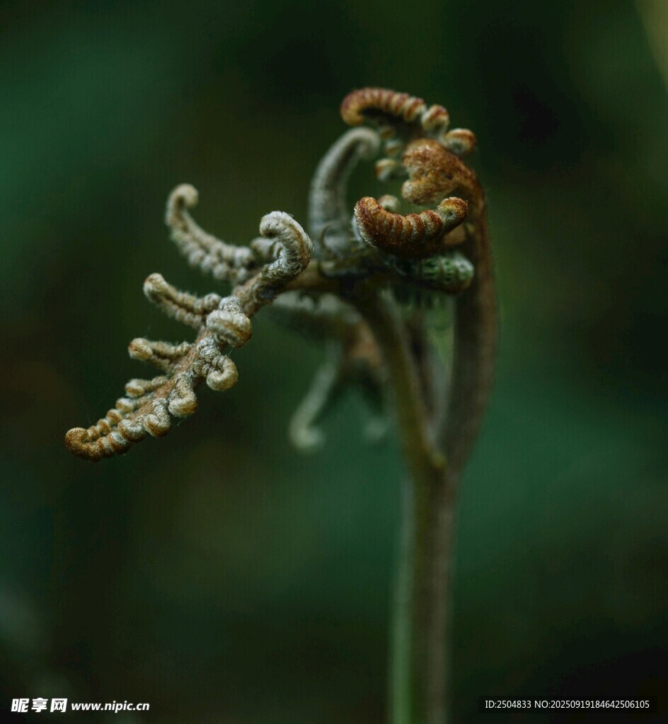 卷曲的蕨類植物嫩芽