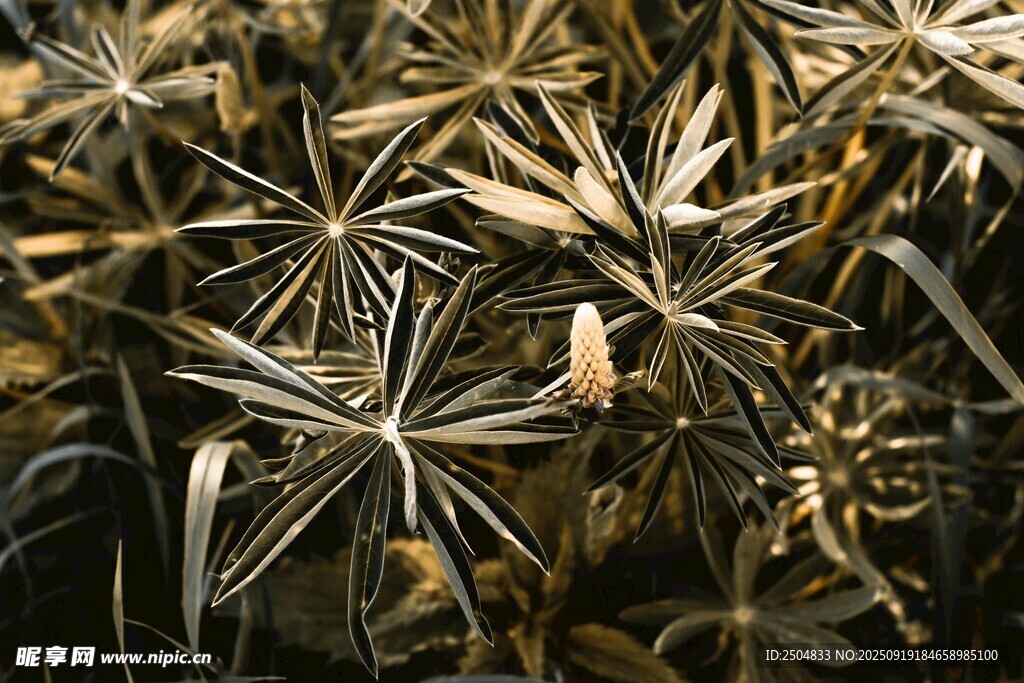 干枯植物特寫