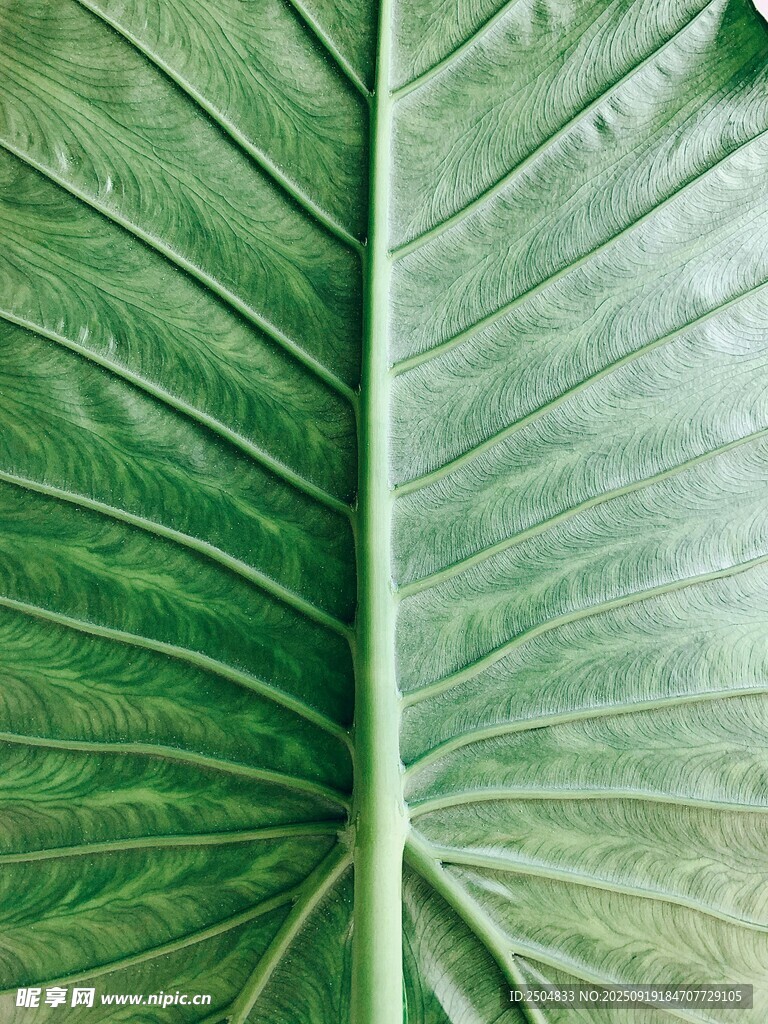 翠綠葉片的清晰紋理