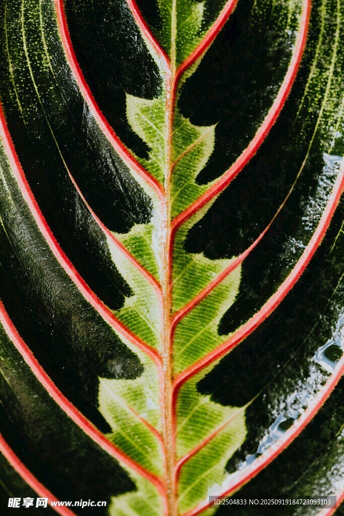 獨(dú)特葉脈紋理的植物葉片