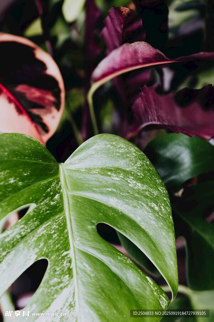 多彩葉片的熱帶植物特寫(xiě)