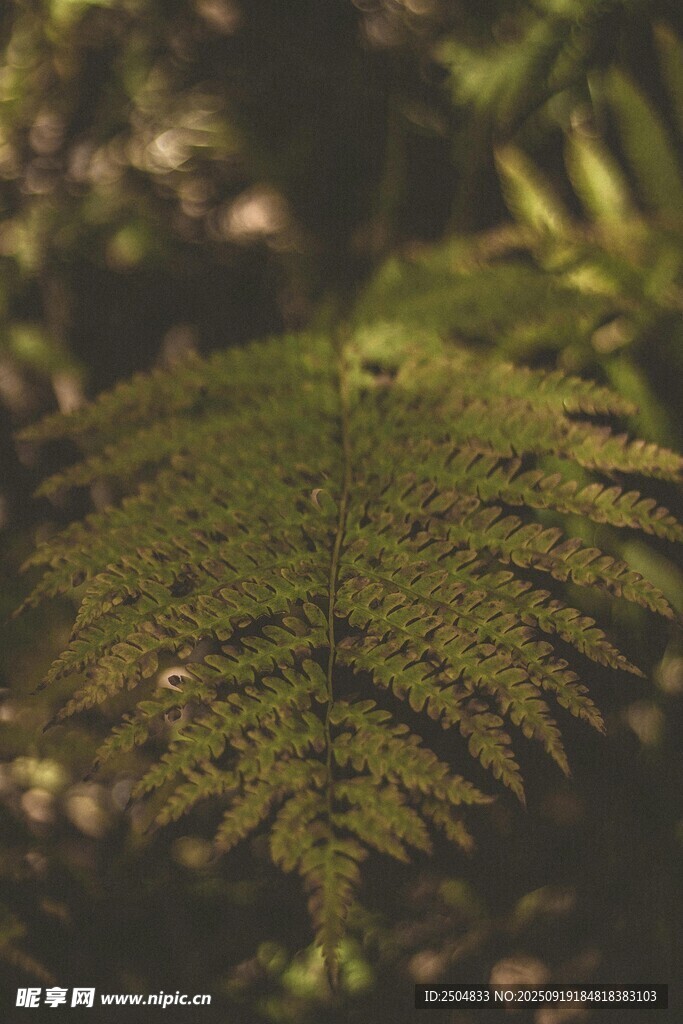 翠綠蕨葉的自然之美