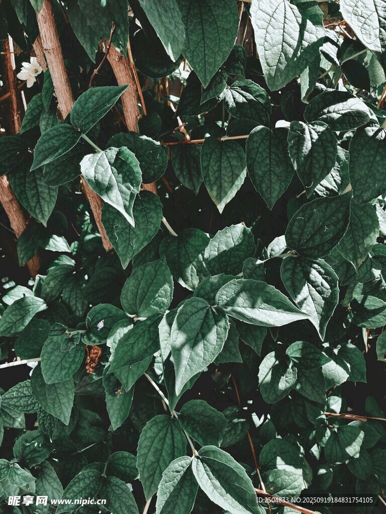 繁茂綠葉植物特寫