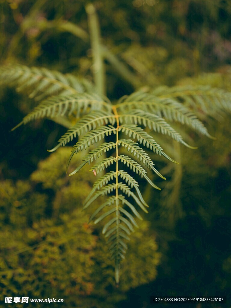 蕨類植物特寫