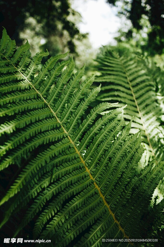 翠綠蕨類葉片特寫