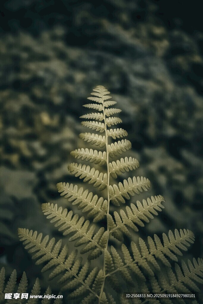 蕨類植物特寫