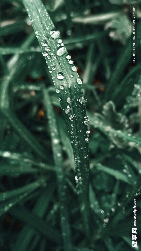 葉片上晶瑩的露珠