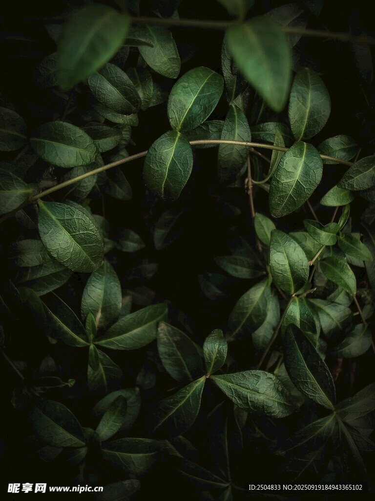 綠葉環(huán)繞的自然之美