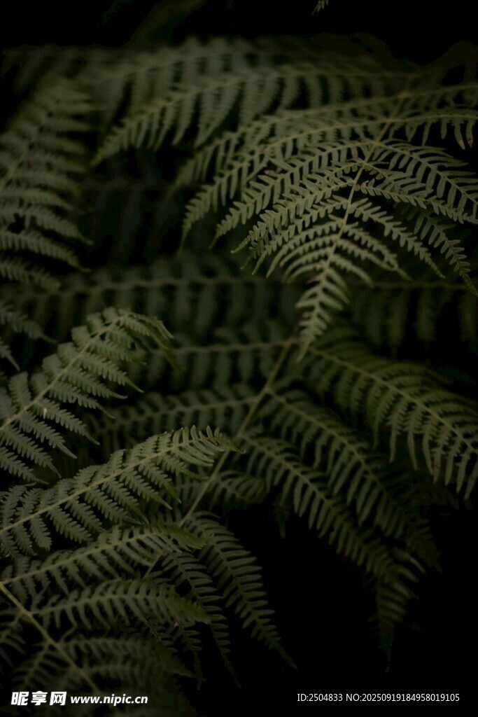 蕨類(lèi)植物葉片特寫(xiě)
