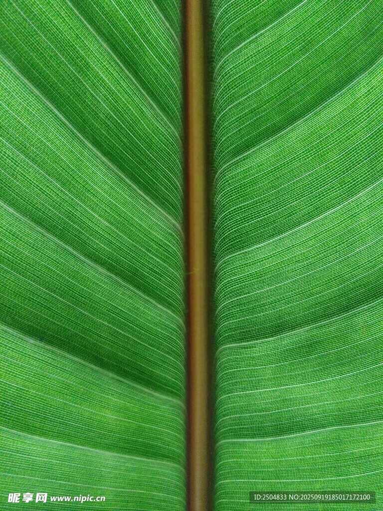 翠綠葉片紋理特寫