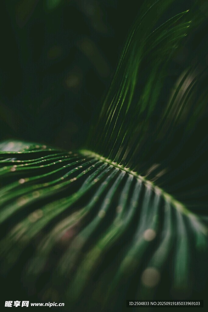 翠綠葉片上的晶瑩水珠