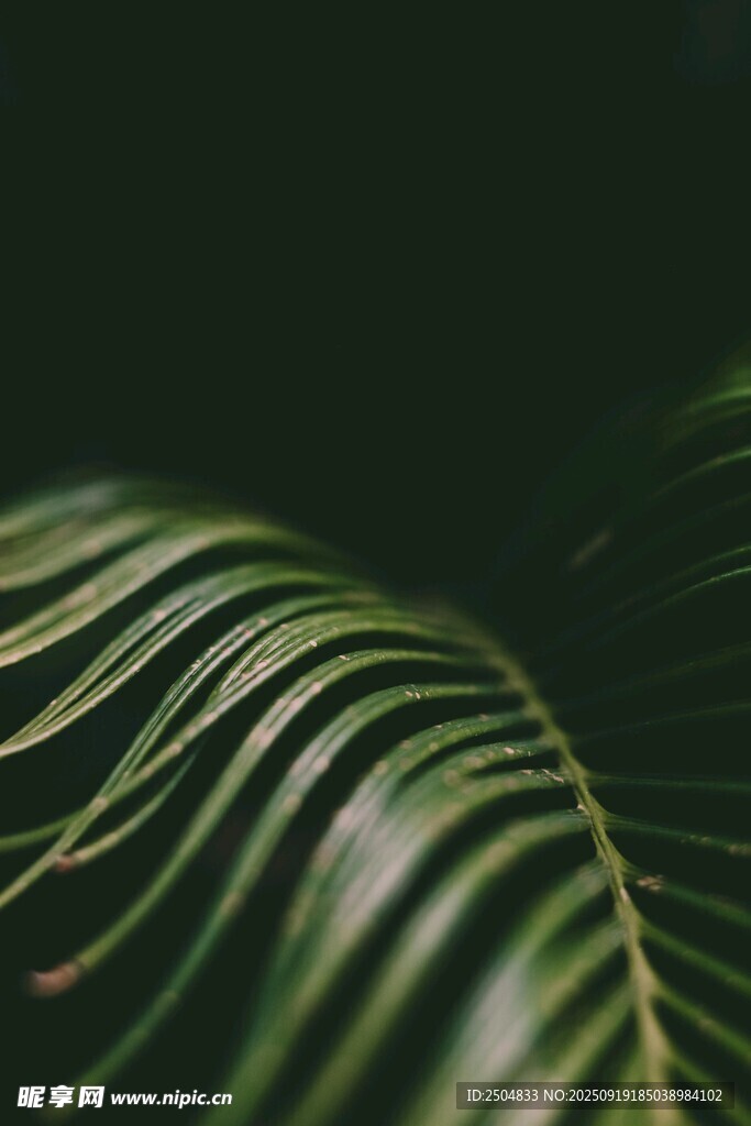 翠綠葉片紋理特寫