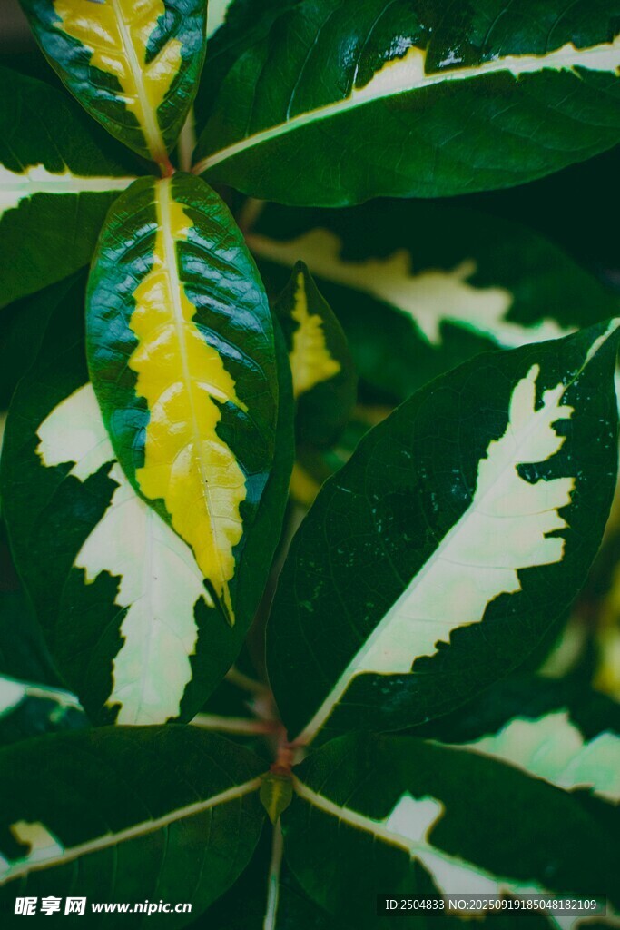 斑斕花葉特寫(xiě)