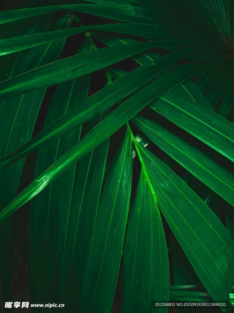 翠綠芭蕉葉特寫
