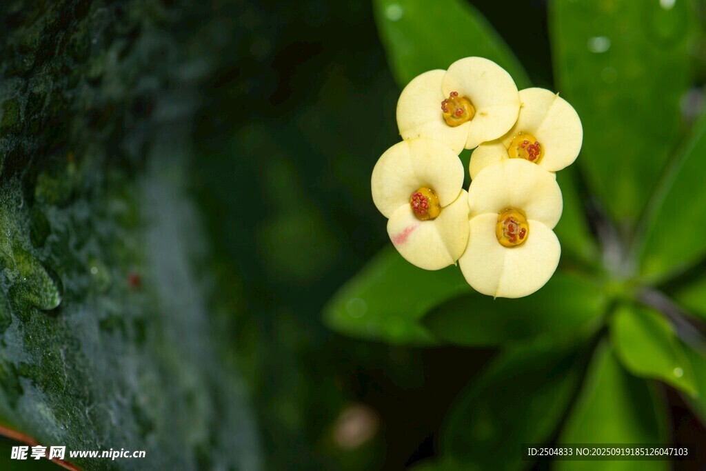 小巧黃色花朵綻放綠葉間
