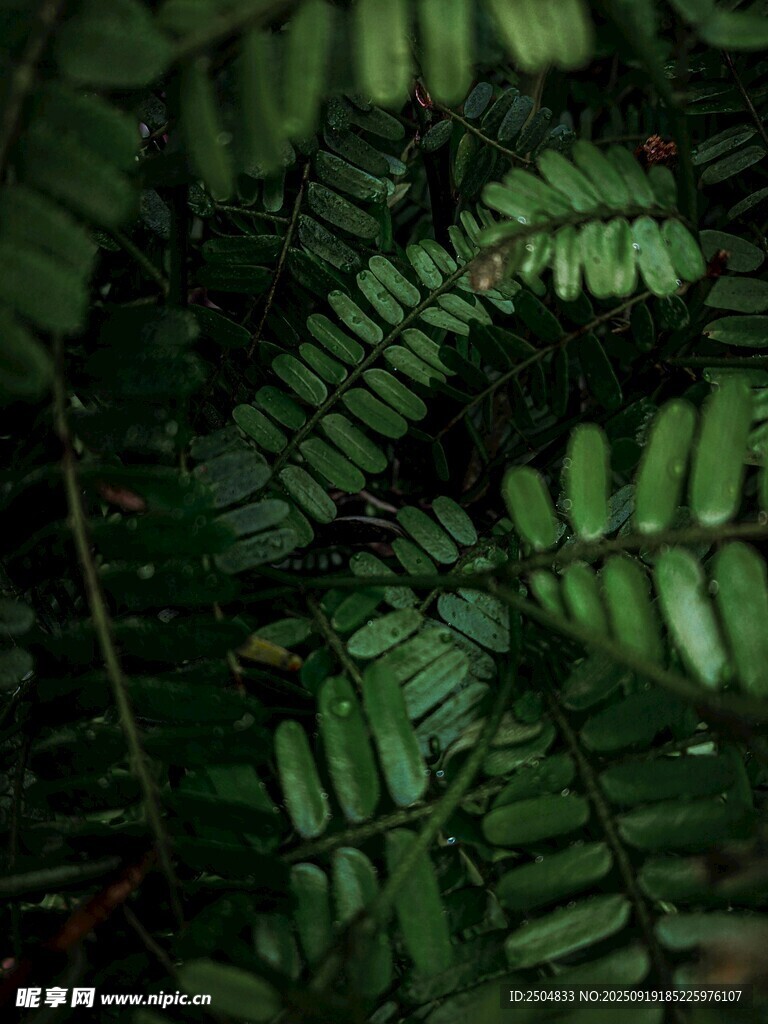 茂密翠綠的羽狀葉片