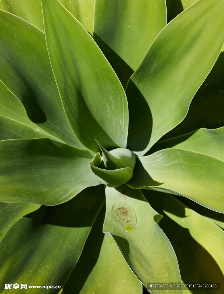 翠綠龍舌蘭植物特寫
