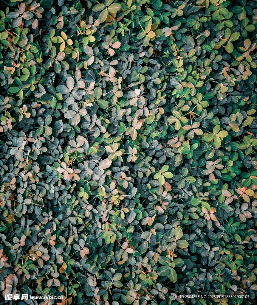 翠綠繁茂的植物墻景觀