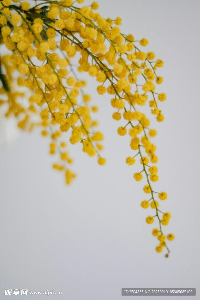 金黃金合歡花垂掛枝頭