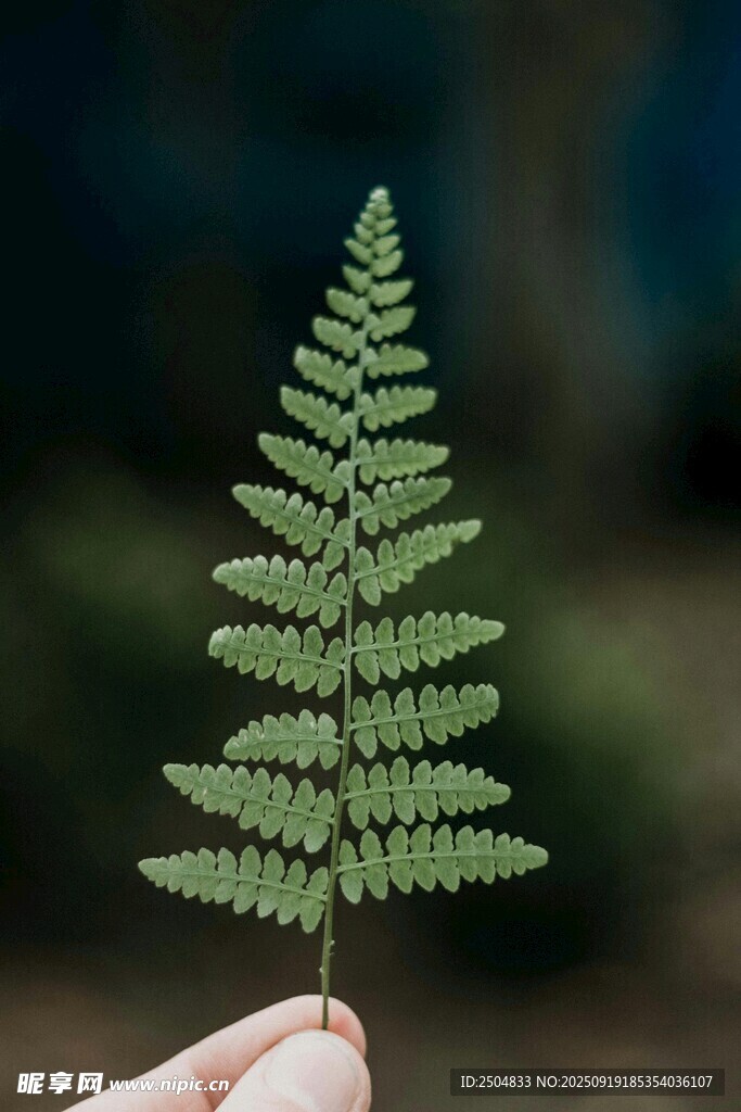 手持蕨類葉片特寫