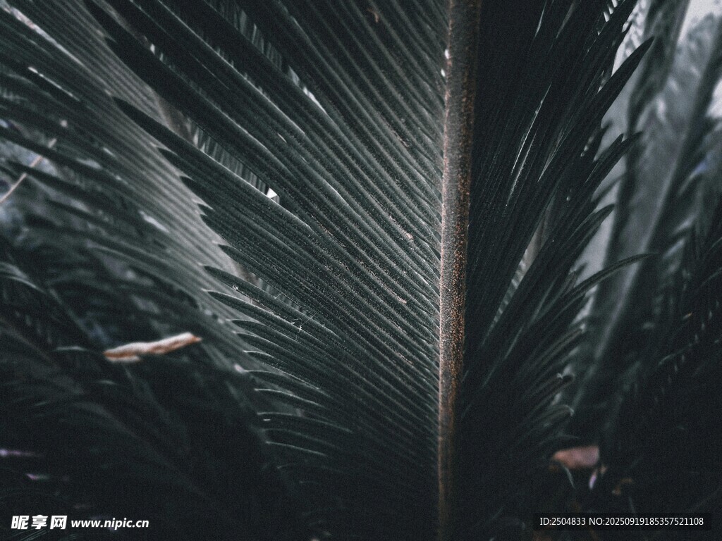 深黑背景下的獨(dú)特葉脈紋理