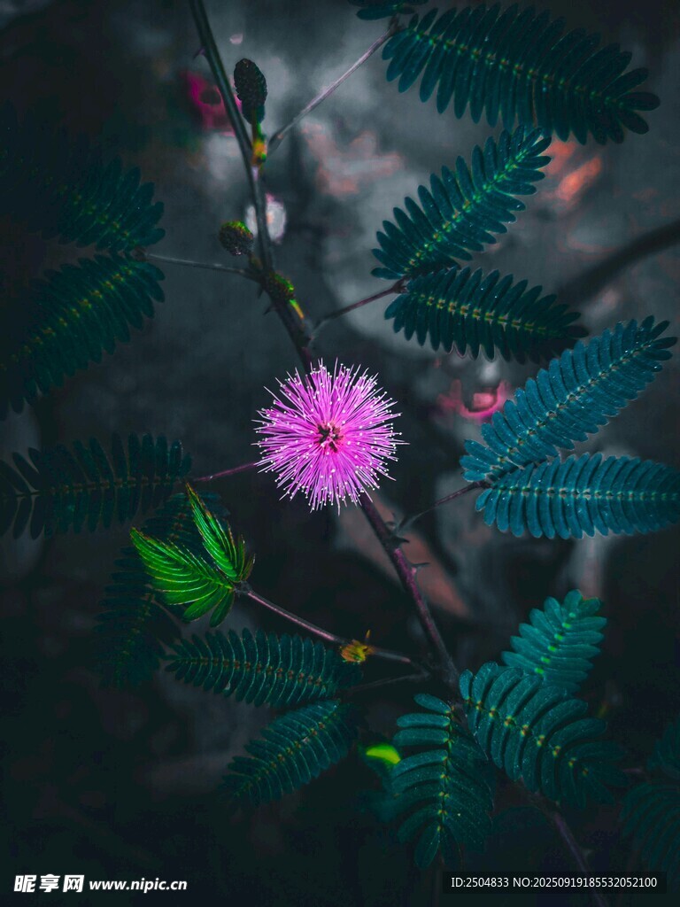粉色小花綻放于綠葉間