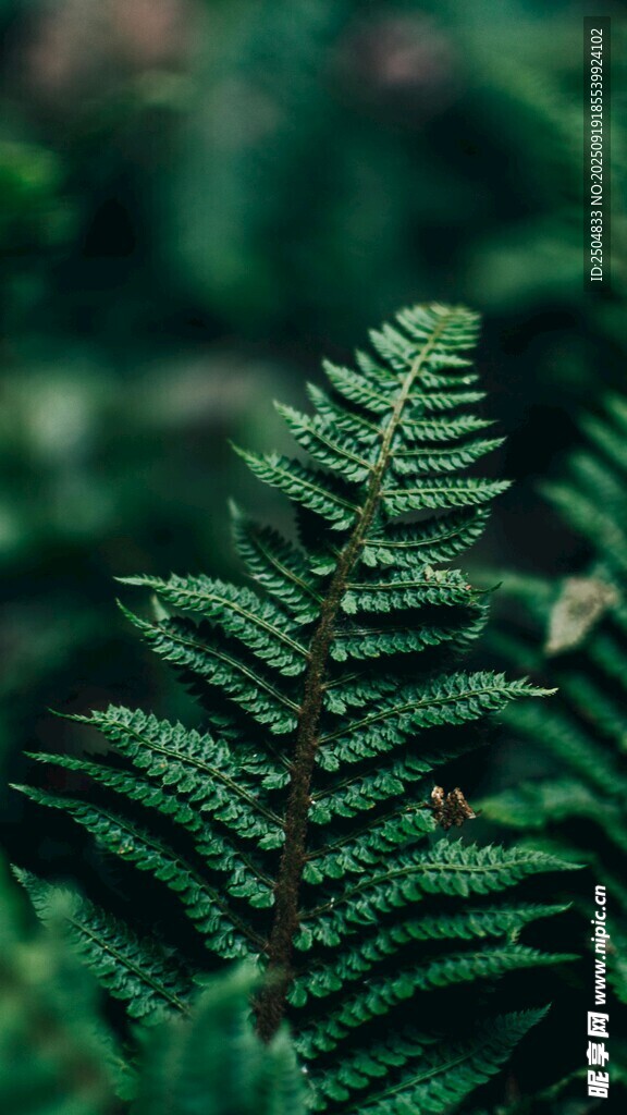 翠綠蕨類植物特寫