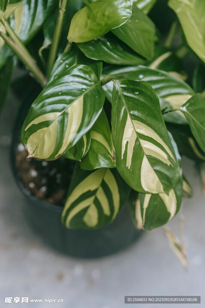 斑葉綠植盆栽