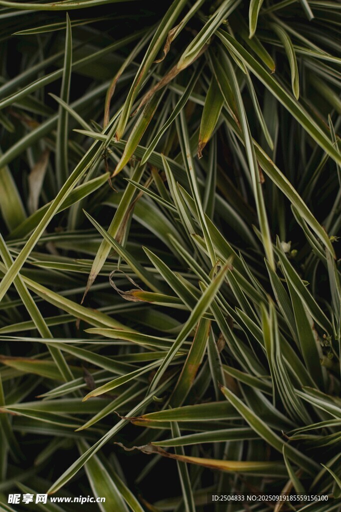 翠綠細長的條狀植物葉片