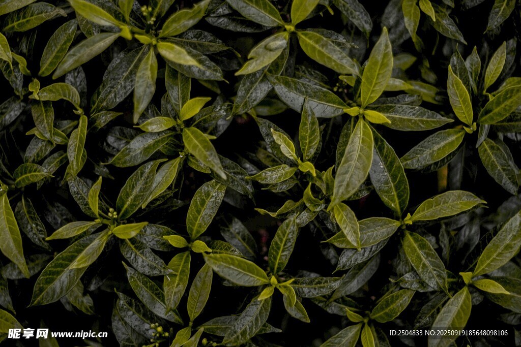 翠綠葉片植物特寫