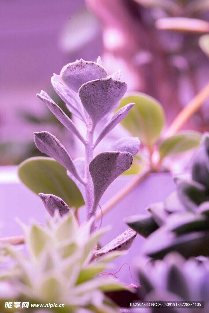 夢幻紫色系多肉植物特寫