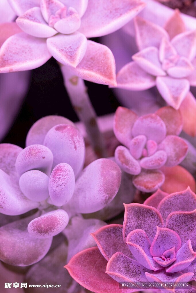 夢幻紫調(diào)多肉植物特寫