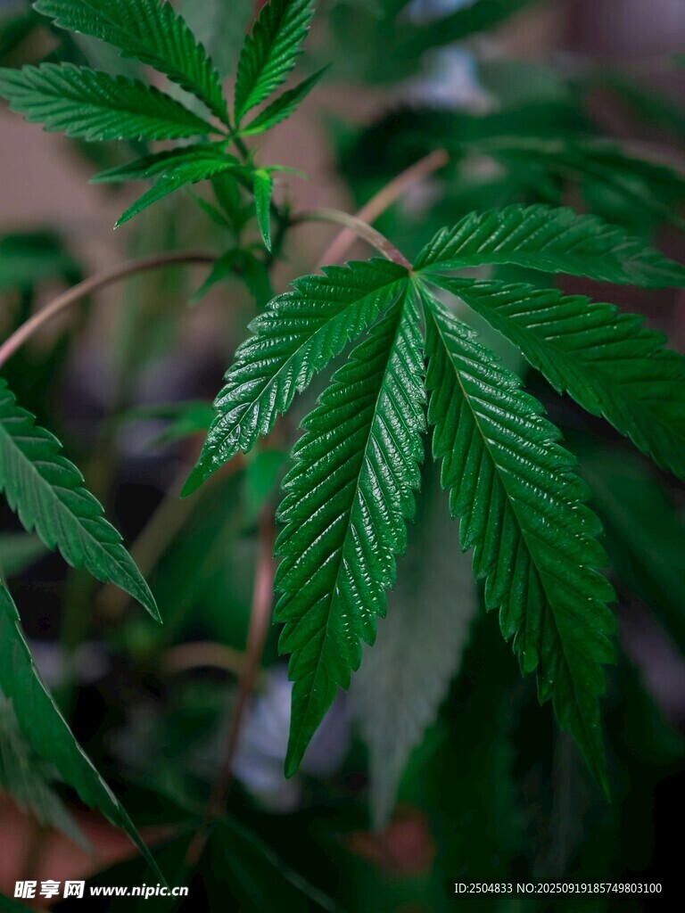 翠綠大麻葉特寫