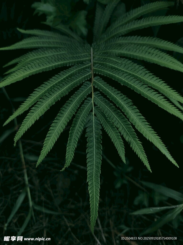 翠綠羽狀葉片植物特寫