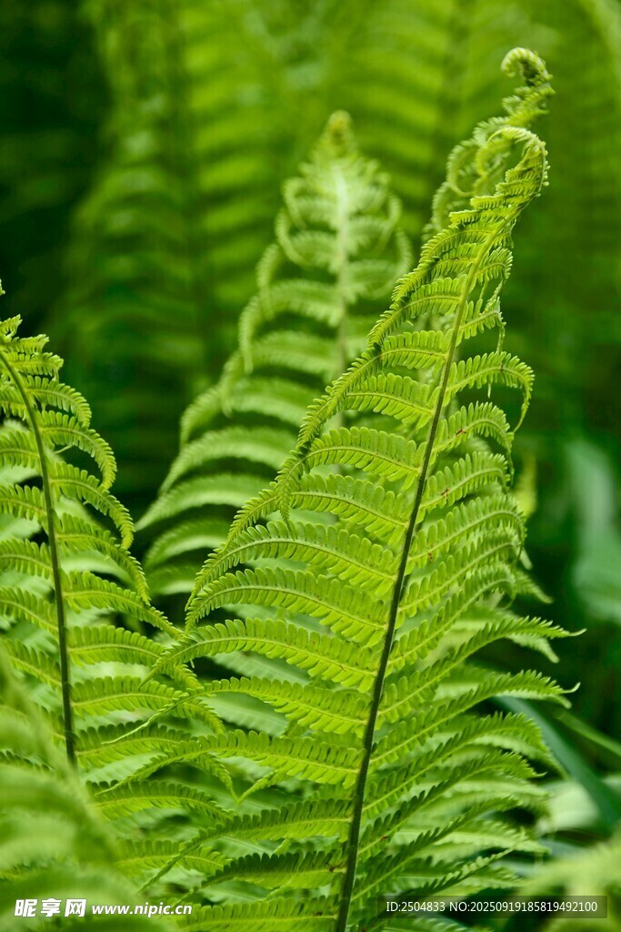 翠綠蕨類植物特寫