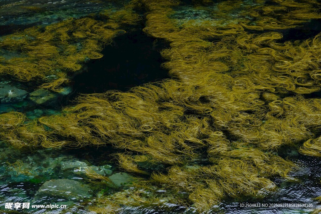 水下繁茂的黃綠色海藻景觀