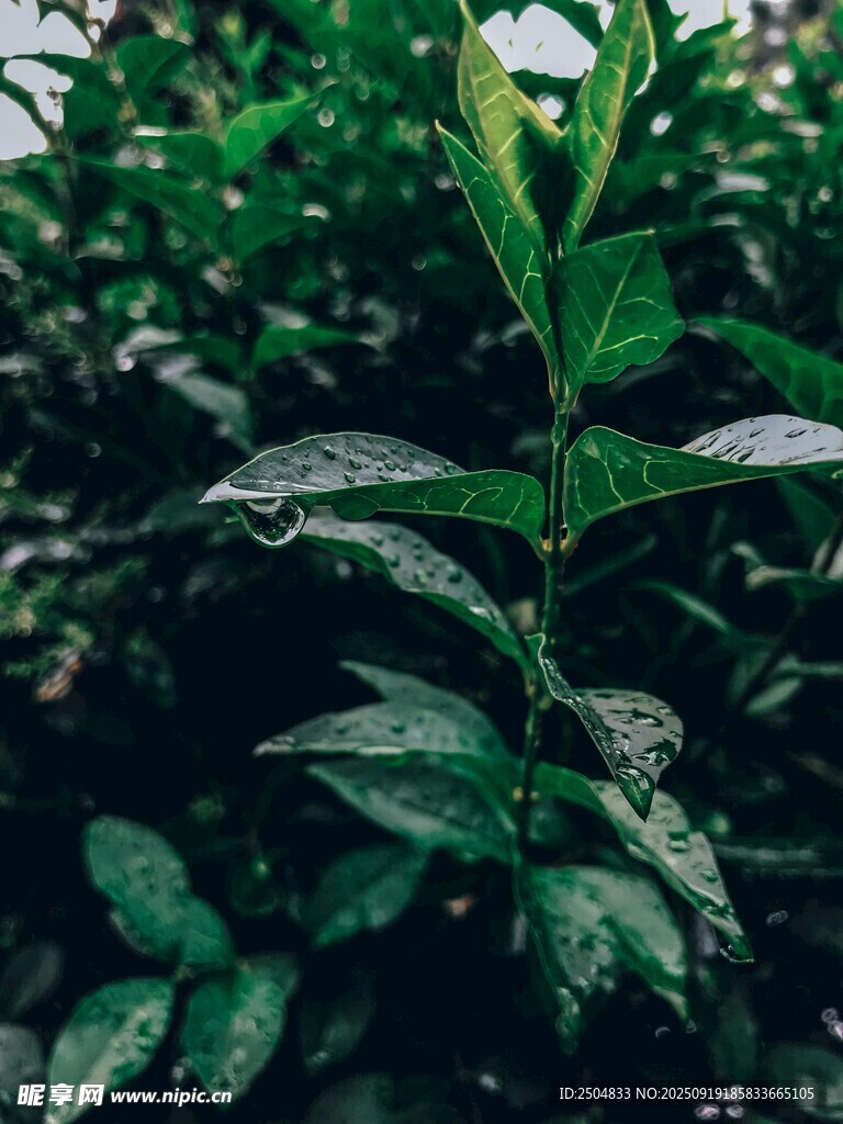 翠綠植物葉片特寫