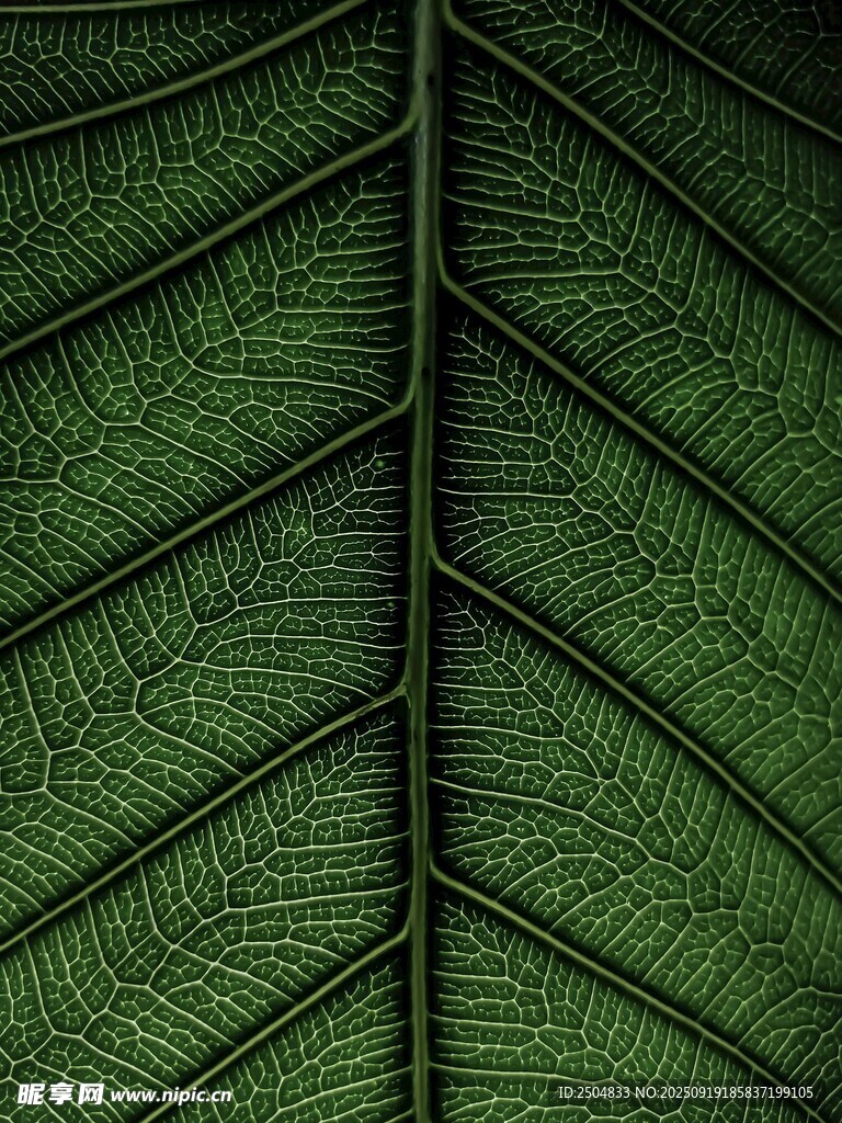 葉脈紋理特寫