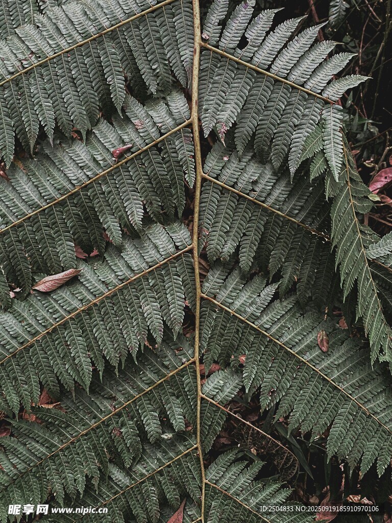 蕨類葉片特寫
