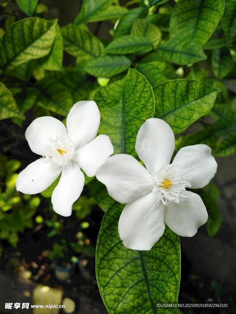 兩朵潔白素雅的茉莉花