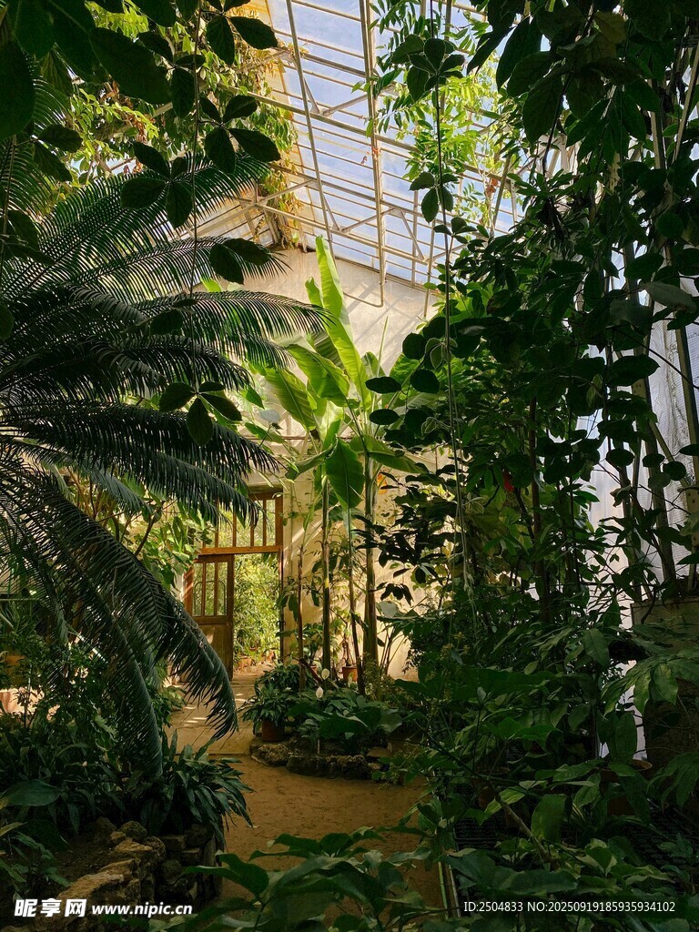 溫室中的繁茂綠植景觀